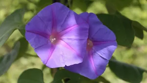 各种颜色的牵牛花图片_9