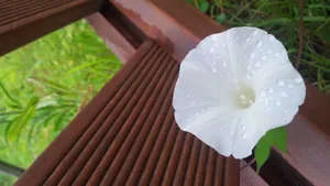 各种颜色的牵牛花图片_10