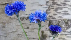 矢车菊图片大全_4