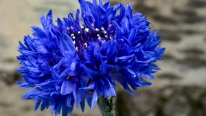 矢车菊图片大全_6