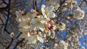 白色樱花图片大全_2