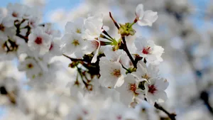 白色樱花图片大全_3