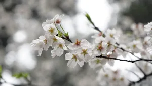 白色樱花图片大全_4