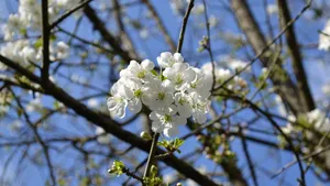 白色樱花图片大全_7