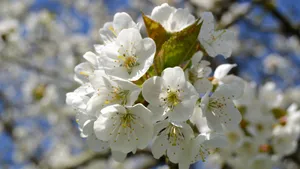 白色樱花图片大全_8