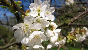 白色樱花图片大全_9