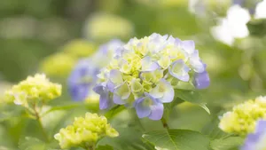 高清绣球花图片大图