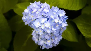 高清绣球花图片大图_4