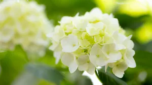 高清绣球花图片大图_5