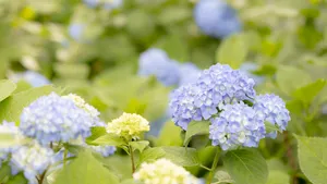 高清绣球花图片大图_8