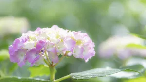 高清绣球花图片大图_9