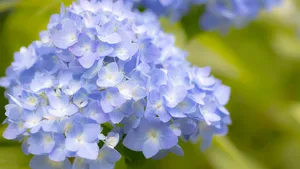 高清绣球花图片大图_10