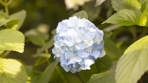 高清绣球花图片大图_14