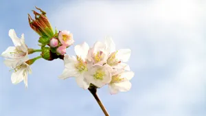 5k高清唯美樱花图片_11