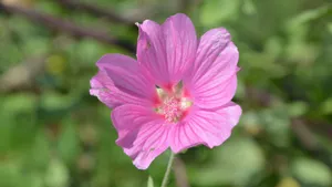 高清芙蓉花图片大全_2