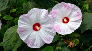 高清芙蓉花图片大全_3