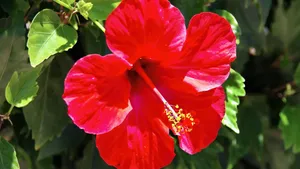 高清芙蓉花图片大全_5