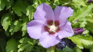 高清芙蓉花图片大全_6
