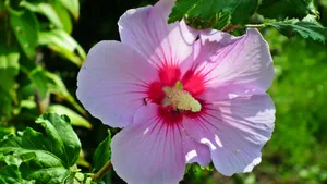 高清芙蓉花图片大全_7