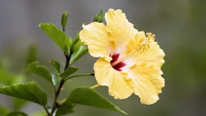 高清芙蓉花图片大全_9