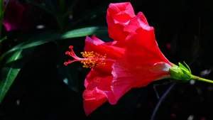 扶桑花图片大全大图_4