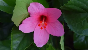 扶桑花图片大全大图_5