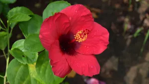 扶桑花图片大全大图_9