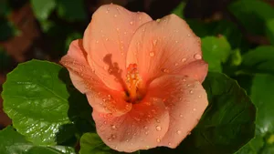 扶桑花图片大全大图_10