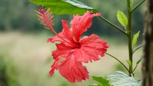 扶桑花图片大全大图_13