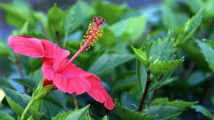 扶桑花图片大全大图_14