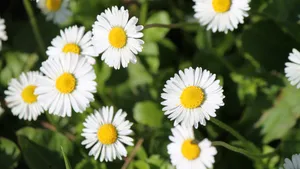 高清淡雅白色雏菊花图片_3