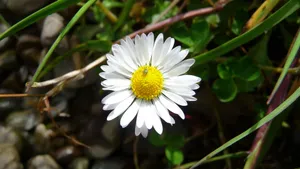 高清淡雅白色雏菊花图片_5