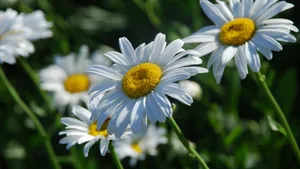 高清淡雅白色雏菊花图片_6