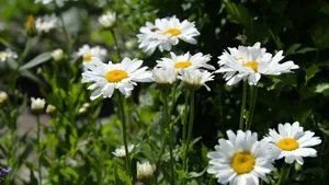 高清淡雅白色雏菊花图片_7