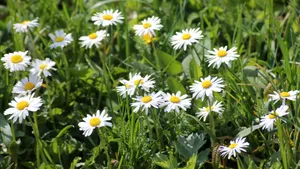 高清淡雅白色雏菊花图片_8