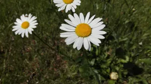 高清淡雅白色雏菊花图片_9