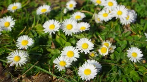 高清淡雅白色雏菊花图片_10