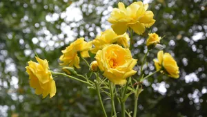 娇艳的月季花图片大全_3