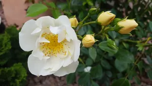 娇艳的月季花图片大全_4