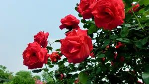 娇艳的月季花图片大全_7