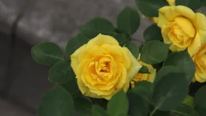 娇艳的月季花图片大全_10