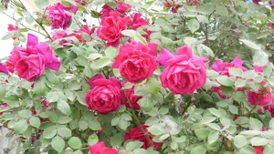 娇艳的月季花图片大全_11