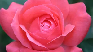 娇艳的月季花图片大全_12
