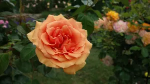 娇艳的月季花图片大全_13