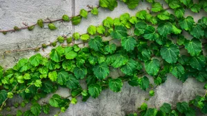 绿色植物常春藤图片_5