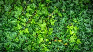 绿色植物常春藤图片_7