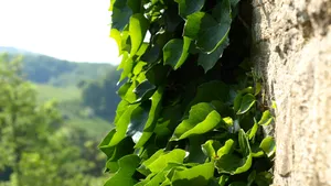 绿色植物常春藤图片_8