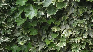 绿色植物常春藤图片_13