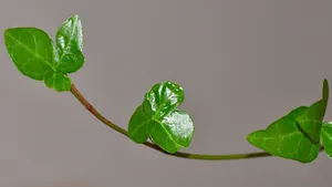 绿色植物常春藤图片_14