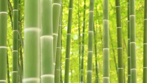 优美的竹林高清图片_3